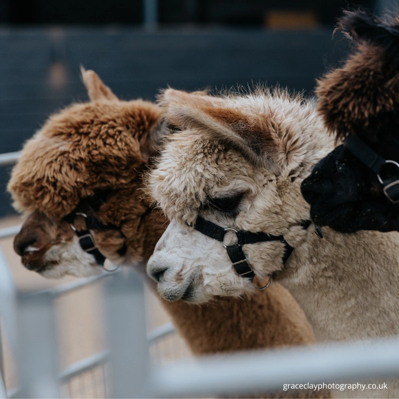 three-wedding-alpacas